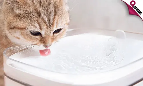 Xiaomi Smart Pet Drinking Fountain!